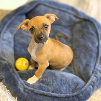 Slinky -  Chihuahua Dog for Adoption in Lincoln, Nebraska - Slinky | PetCurious