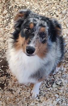 Australian Shepherd Dogs Available for Sale - Bailey | PetCurious