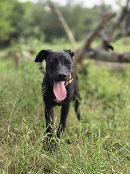 Rescue Mixed Breed Dogs for Adoption in Kempner, Texas - Sugar Plum | PetCurious