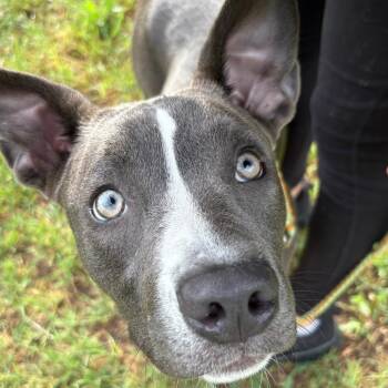Emerson -  Pit Bull Terrier Dog for Adoption in Austin, Texas - Emerson | PetCurious