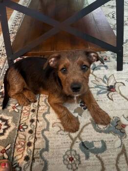 Poppy -  Terrier and Dachshund Dog for Adoption in Overland Park, Kansas - Poppy | PetCurious