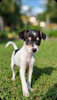 Marcus -  Chihuahua and Rat Terrier Dog for Adoption in Humble, Texas - Marcus | PetCurious