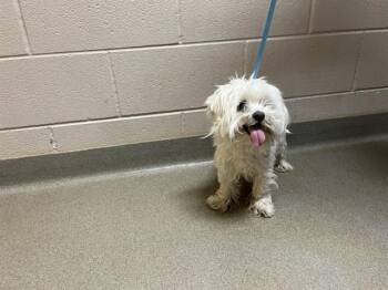 Maltese Dogs Available for Adoption - TINLEY | PetCurious