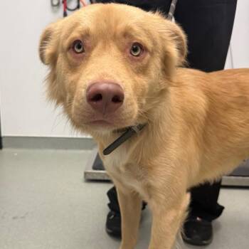 Monty -  Shepherd and Mixed Breed Dog for Adoption in Abilene, Texas - Monty | PetCurious