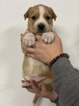 Dutch Shepherd and Boxer Dogs Available for Adoption in Morton Grove, Illinois - Nick | PetCurious