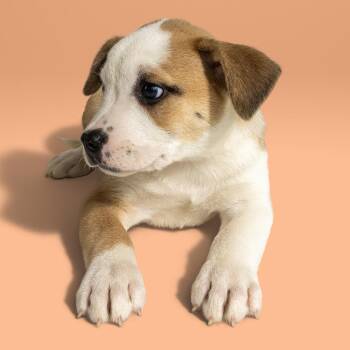 Cattle Dog Dogs Available for Adoption in Armonk, New York - AADUpcoming Arrival!  Peeta - 26084 | PetCurious