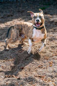 Bo -  Pit Bull Terrier and Staffordshire Bull Terrier Dog for Adoption in Red Wing, Minnesota - Bo | PetCurious