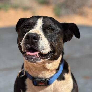 Rescue Pit Bull Terrier Dogs for Adoption in Kanab, Utah - Betty White | PetCurious