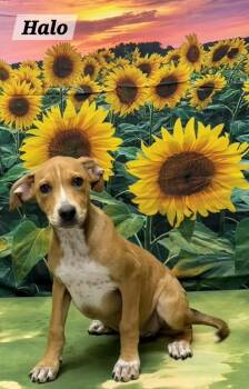 Halo -  Pit Bull Terrier Dog for Adoption in Urbana, Ohio - Halo | PetCurious
