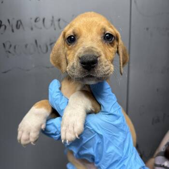 Black Mouth Cur and Treeing Walker Coonhound Dogs Available for Adoption in Hattiesburg, Mississippi - Autolux | PetCurious