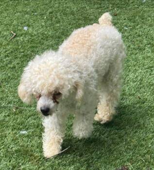 Poodle Dogs Available for Adoption in Matthews, North Carolina - Mycoba | PetCurious