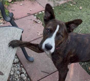 Rescue Terrier Dogs for Adoption in Irmo, South Carolina - Bambi | PetCurious