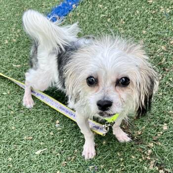 Maltese Dogs Available for Adoption in Fullerton, Pennsylvania - Rio | PetCurious