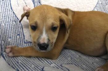 Andy -  Shepherd Dog for Adoption in Thief River Falls, Minnesota - Andy | PetCurious