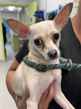 Chihuahua and Mixed Breed Dogs Available for Adoption - Venus - 2 | PetCurious