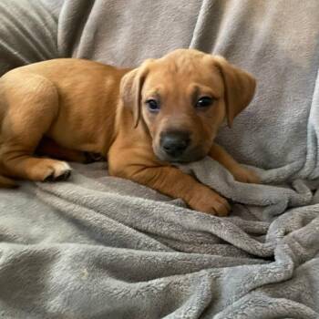 Yellow Labrador Retriever Dogs Available for Adoption - Red | PetCurious