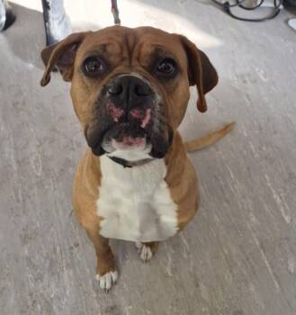 Pit Bull Terrier and Boxer Dogs Available for Adoption - Molly | PetCurious