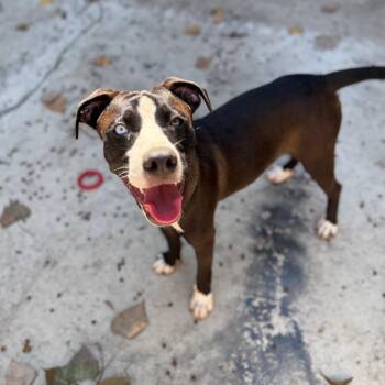 Rescue Mixed Breed Dogs for Adoption in Homewood, Illinois - Marble | PetCurious