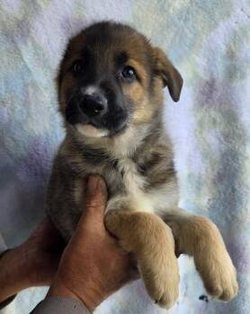 German Shepherd Dog and Alaskan Malamute Dogs Available for Adoption in Malvern, Pennsylvania - Navy | PetCurious