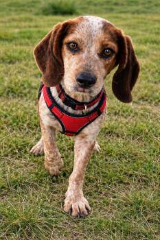 Beagle Dogs Available for Adoption in Dunnellon, Florida - Chipmunk | PetCurious