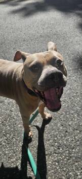 Rosebud -  Mixed Breed Dog for Adoption in Bowdoin, Maine - Rosebud | PetCurious
