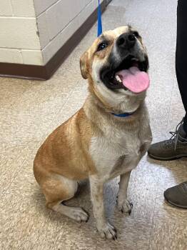 Labrador Retriever and Australian Cattle Dog Blue Heeler Dogs Available for Adoption in Nacogdoches, Texas - Princess | PetCurious