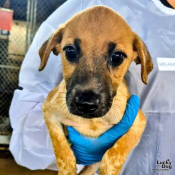 Rescue Shepherd and Spaniel Dogs for Adoption in Washington, District Of Columbia - Baghira | PetCurious