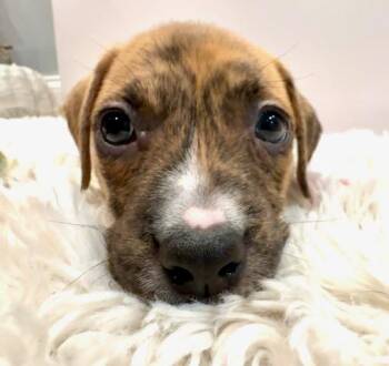Vega Starstruck -  Plott Hound Dog for Adoption in Andover, Massachusetts - Vega Starstruck | PetCurious