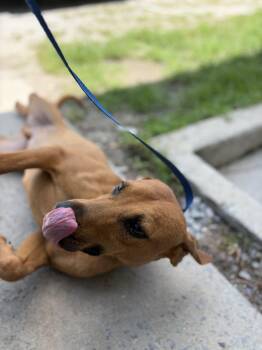 Pete -  Hound Dog for Adoption in Winnsboro, South Carolina - Pete | PetCurious