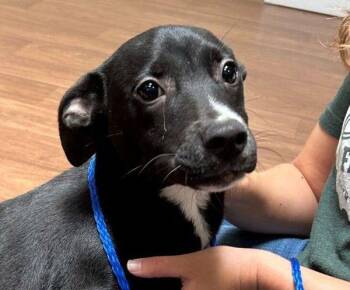 Labrador Retriever Dogs Available for Adoption - Juno | PetCurious