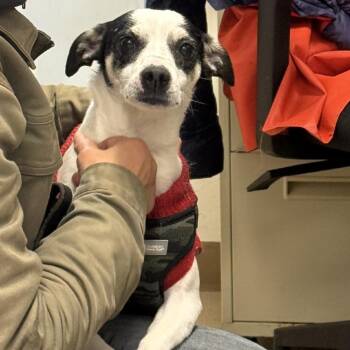 Terrier Dogs Available for Adoption - Puppy | PetCurious