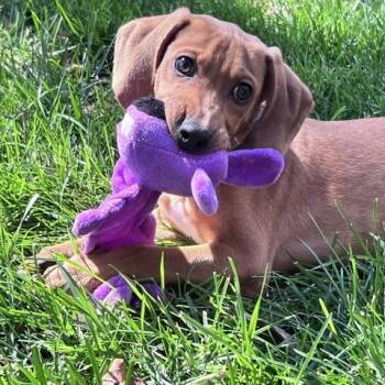 Finn -  Redbone Coonhound and Hound Dog for Adoption in Brookeville, Maryland - Finn | PetCurious