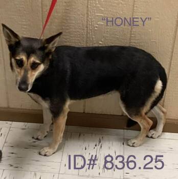 Rescue German Shepherd Dog Dogs for Adoption in Kerrville, Texas - #836.25 - "Honey" | PetCurious