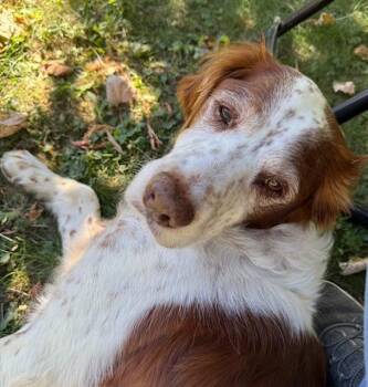 Rescue Brittany Spaniel Dogs for Adoption in Baldwinsville, New York - NY/Jake | PetCurious
