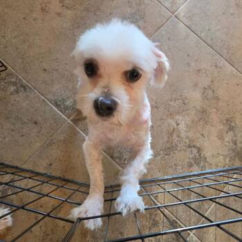 Butters -  Maltese Dog for Adoption in Santa Fe, Texas - Butters | PetCurious