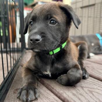 Hilo -  Labrador Retriever and Spaniel Dog for Adoption in Escondido, California - Hilo | PetCurious