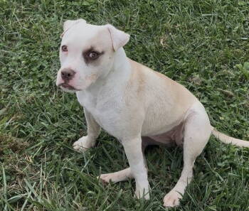 Rescue American Bulldog and Pit Bull Terrier Dogs for Adoption in Sistersville, West Virginia - Audree | PetCurious