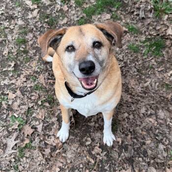Luna -  German Shepherd Dog Dog for Adoption in Kittanning, Pennsylvania - Luna | PetCurious