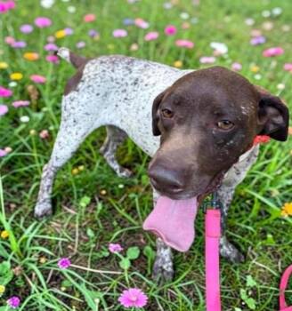 Aspen -  German Shorthaired Pointer Dog for Adoption in Columbia, Illinois - Aspen | PetCurious