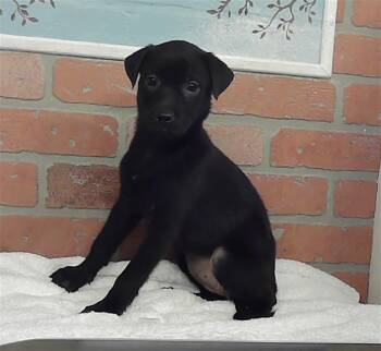 A2087025 -  Staffordshire Bull Terrier and Mixed Breed Dog for Adoption in Houston, Texas - A2087025 | PetCurious
