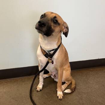 Rescue Mixed Breed Dogs for Adoption in Mishawaka, Indiana - Rizzo | PetCurious