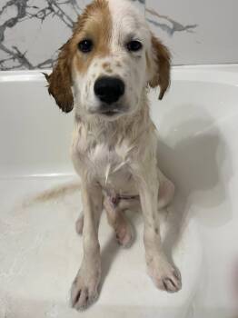 Rescue Great Pyrenees Dogs for Adoption in Kiowa, Oklahoma - Lynyrd Skynyrd | PetCurious