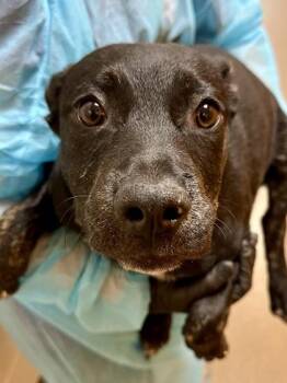 Mixed Breed Dogs Available for Adoption in Wichita, Kansas - Tinky | PetCurious