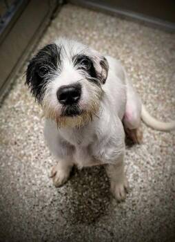MARIGOLD -  Parson Russell Terrier Dog for Adoption in Clyde, North Carolina - MARIGOLD | PetCurious