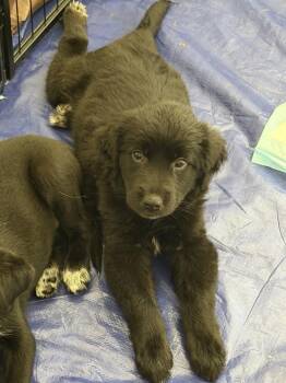 DAHLIA -  Retriever and Labrador Retriever Dog for Adoption in Broomfield, Colorado - DAHLIA | PetCurious