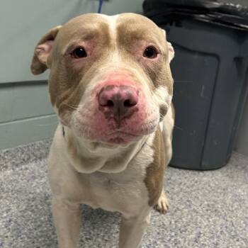 American Staffordshire Terrier Dogs Available for Adoption in Greenville, South Carolina - Goucho | PetCurious