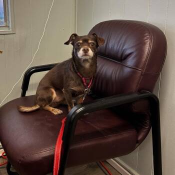 Hiase -  Chihuahua Dog for Adoption in Jupiter, Florida - Hiase | PetCurious