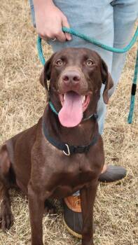 Weimaraner and Labrador Retriever Dogs Available for Adoption - Jefe | PetCurious