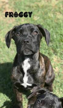 Froggy -  Cane Corso Dog for Adoption in Lutz, Florida - Froggy | PetCurious