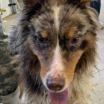 Australian Shepherd Dogs Available for Adoption - Joan | PetCurious